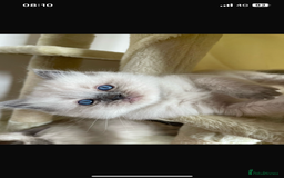 Ragdoll cats for sale: Ragdoll kittens due - Image 3