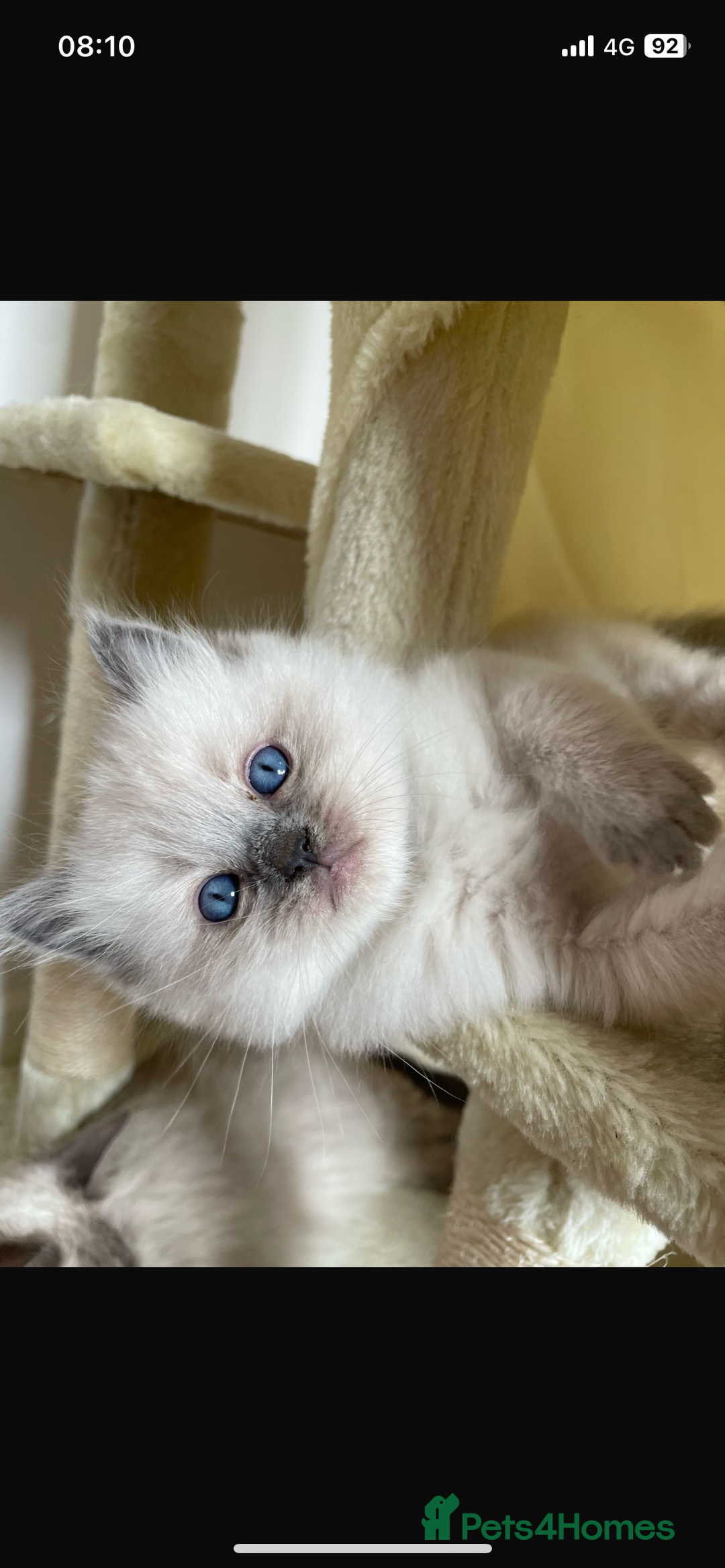 Ragdoll cats for sale: Ragdoll kittens due - Image 3
