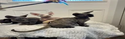 Devon Rex cats for sale: Fife reg Devon Rex kittens  - Advert 16