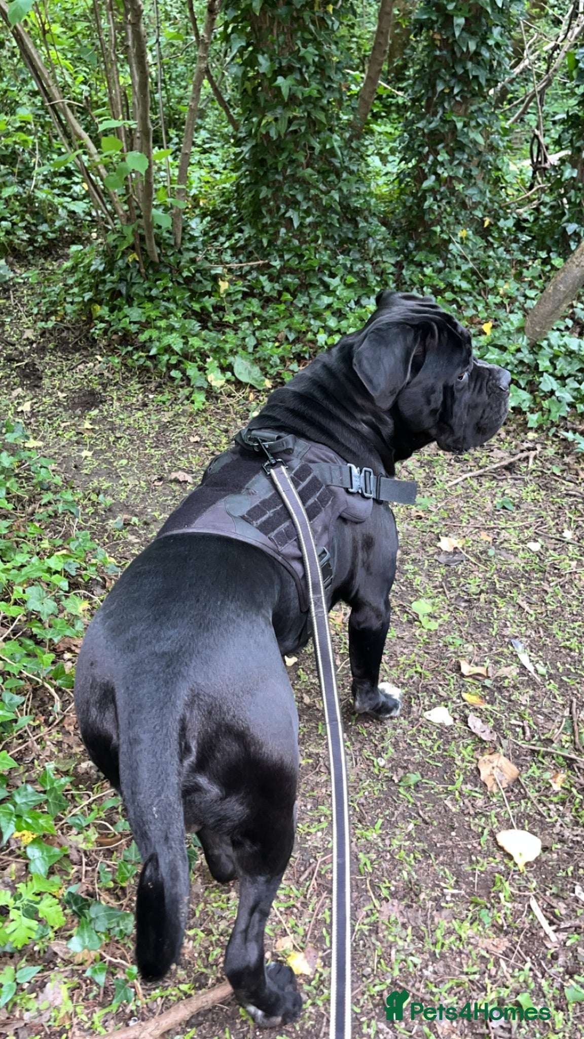 Cane Corso dogs GHOST now available for stud - Advert 4