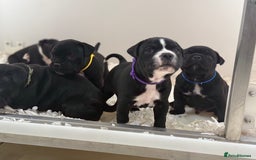 Staffordshire Bull Terrier dogs for sale: Outstanding KC blue gene carriers - Image 26