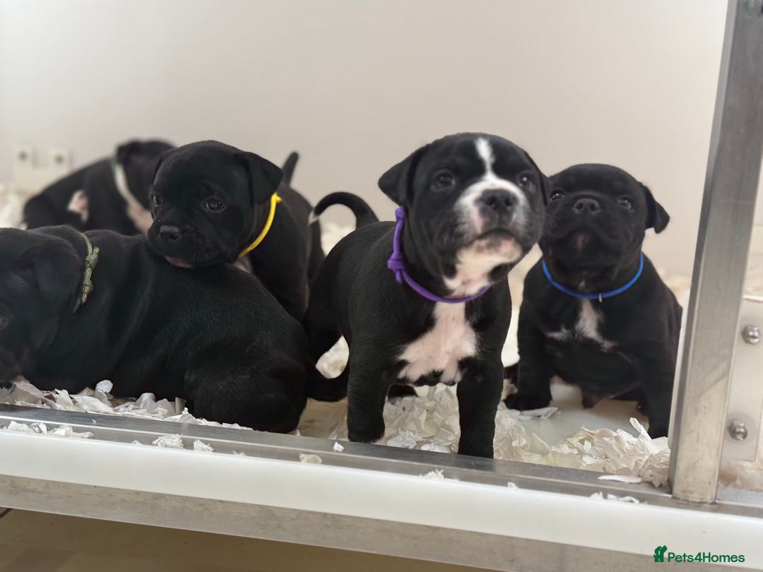 Staffordshire Bull Terrier dogs for sale: Outstanding KC blue gene carriers - Image 26