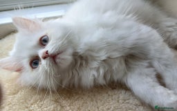 Persian cats for sale: Persian kittens ready now  - Image 1