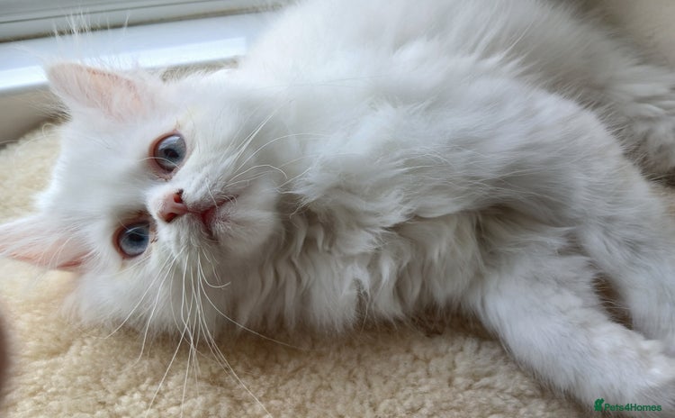 Persian cats - Advert 1