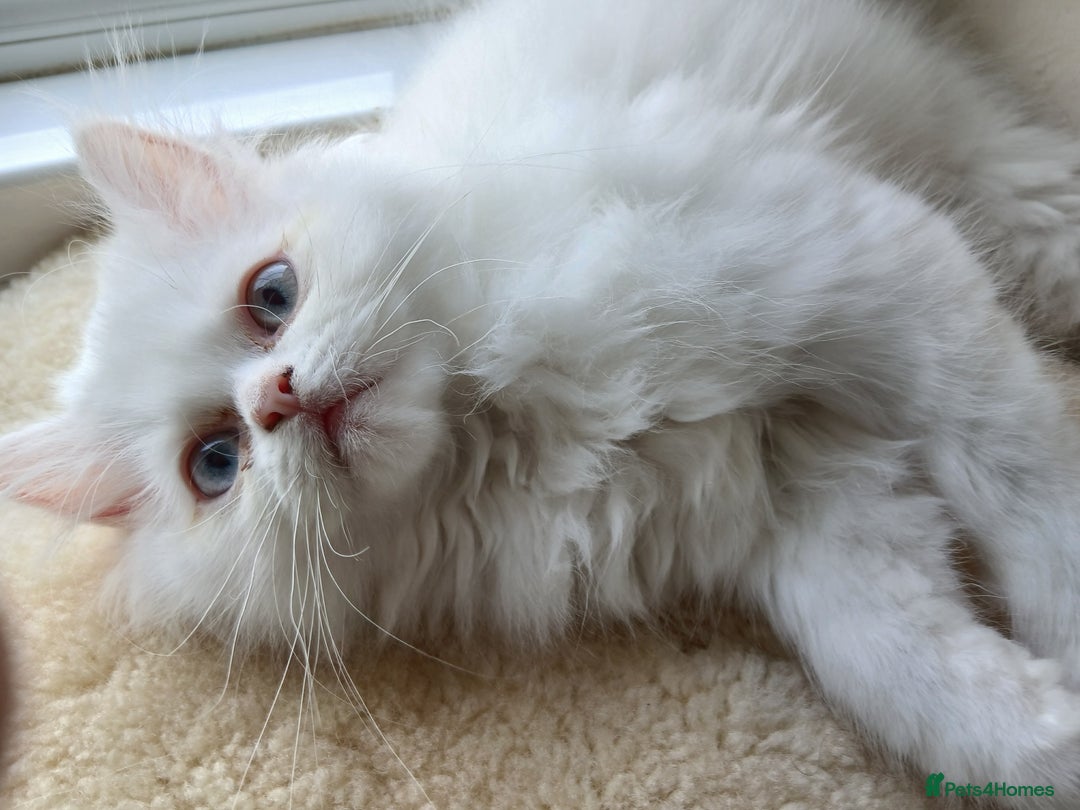 Persian cats for sale: Persian kittens ready now  - Image 1
