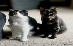 Scottish Fold cats for sale: Very sweet Scottish fold boy  - Image 4