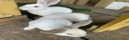 Continental Giant rabbits for sale: Continental giant cross with mini lop - Advert 4
