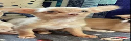 Chihuahua dogs for sale: Gorgeous tiny Chihuahua babies - Advert 4