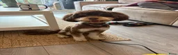 Cockapoo dogs for sale: Beautiful Cockapoo male in Braintree - Advert 3