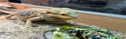 Bearded Dragon reptiles for sale: 2 year old Bearded dragon for sale - Advert 1