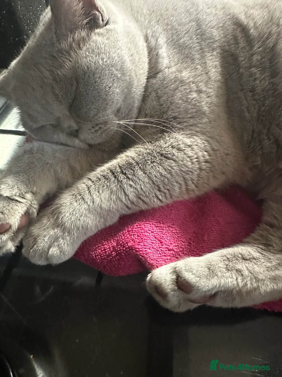 British Shorthair cats for sale: Gccf british shorthair lilac girl active  - Advert 3