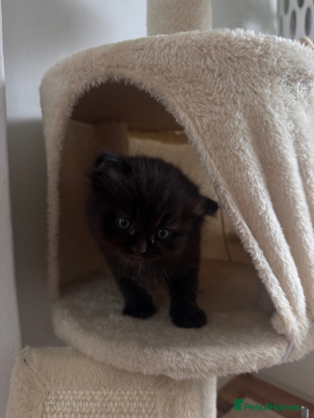 Perdoll cats for sale: Rare Perdolls  - Image 8