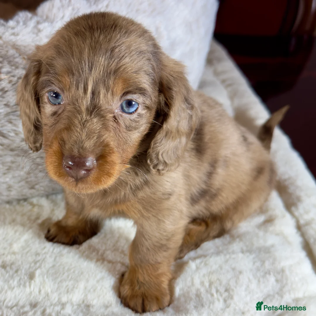Miniature Dachshund dogs for sale: Long Hair Dachshund miniature Dapple - Advert 9