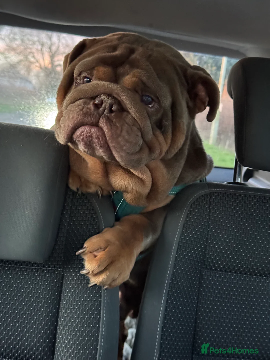 English Bulldog dogs for stud: full suited English bulldog stud well proven in Leicester - Advert 3