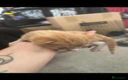 Domestic Shorthair cats for sale: 3 kittens 2 gingers 1 calico girl   in Lydney - Image 5