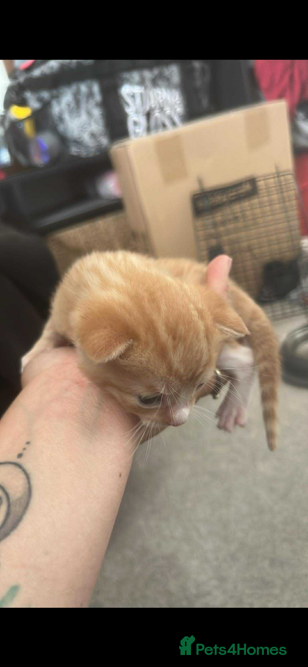 Domestic Shorthair cats for sale: 3 kittens 2 gingers 1 calico girl   in Lydney - Image 5