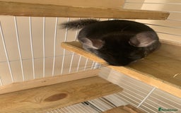 Chinchilla rodents for sale: Beautiful black velvet baby chinchilla girl - Image 7