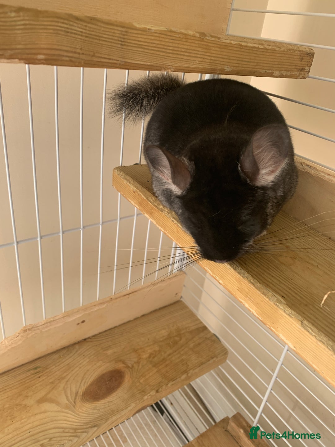 Chinchilla rodents for sale: Beautiful black velvet baby chinchilla girl - Image 7