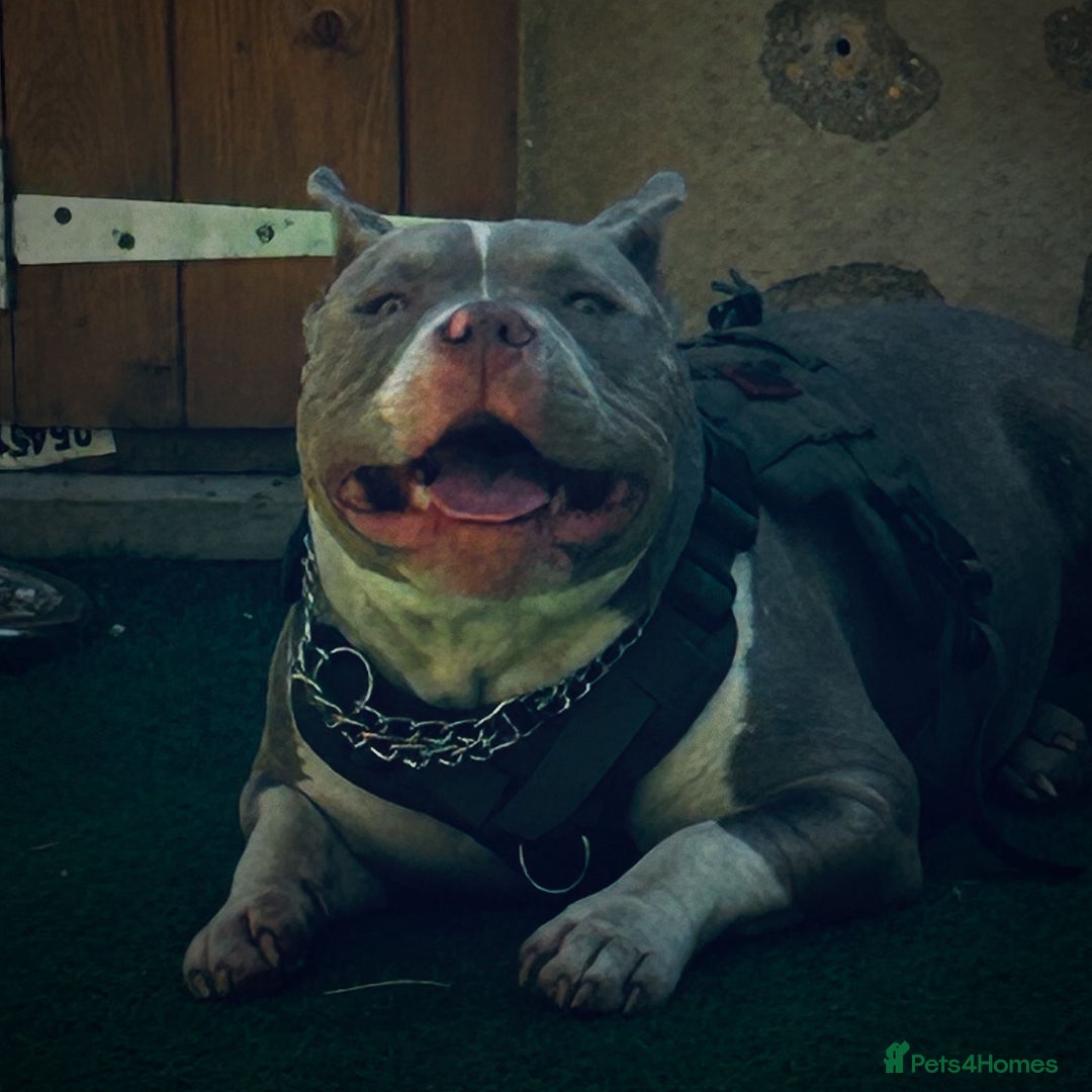 American Bully dogs for sale: American pocket bully bitch  - Advert 8