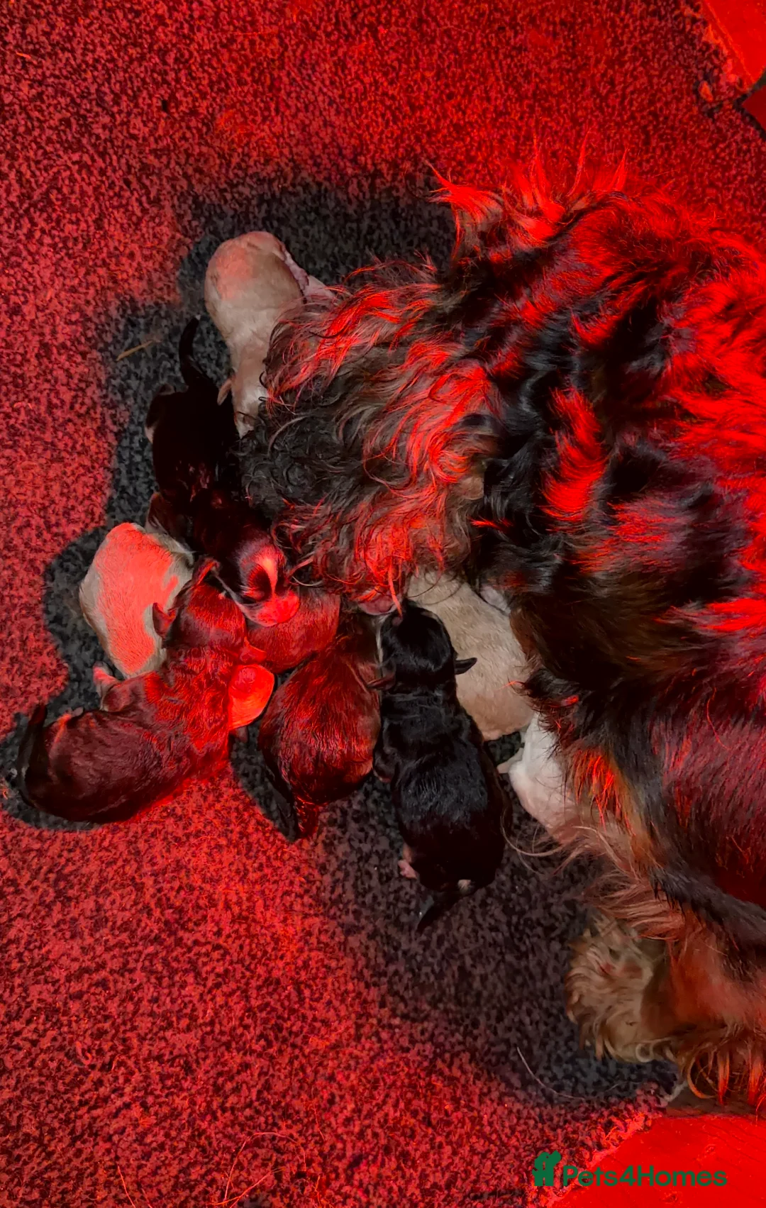 Cockapoo dogs for sale: Stunning F1 Cockapoos - Advert 23