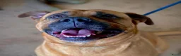 Mastiff dogs for adoption: Brutus - Mastiff (43 kgs) - Advert 4