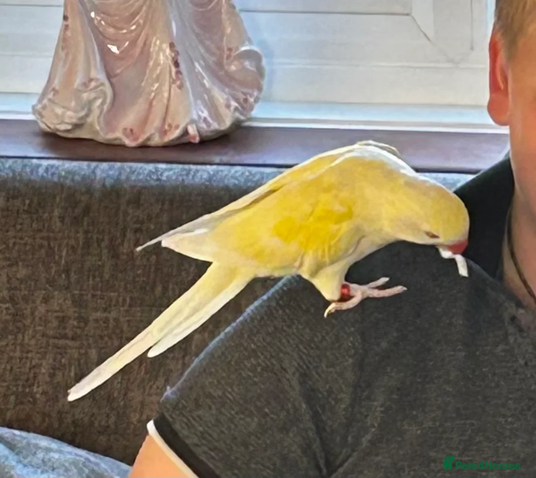 Ringnecks birds for sale: Indian ring neck girl in Tadley - Advert 1