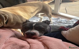 Staffordshire Bull Terrier dogs for sale: Bella  - Image 4