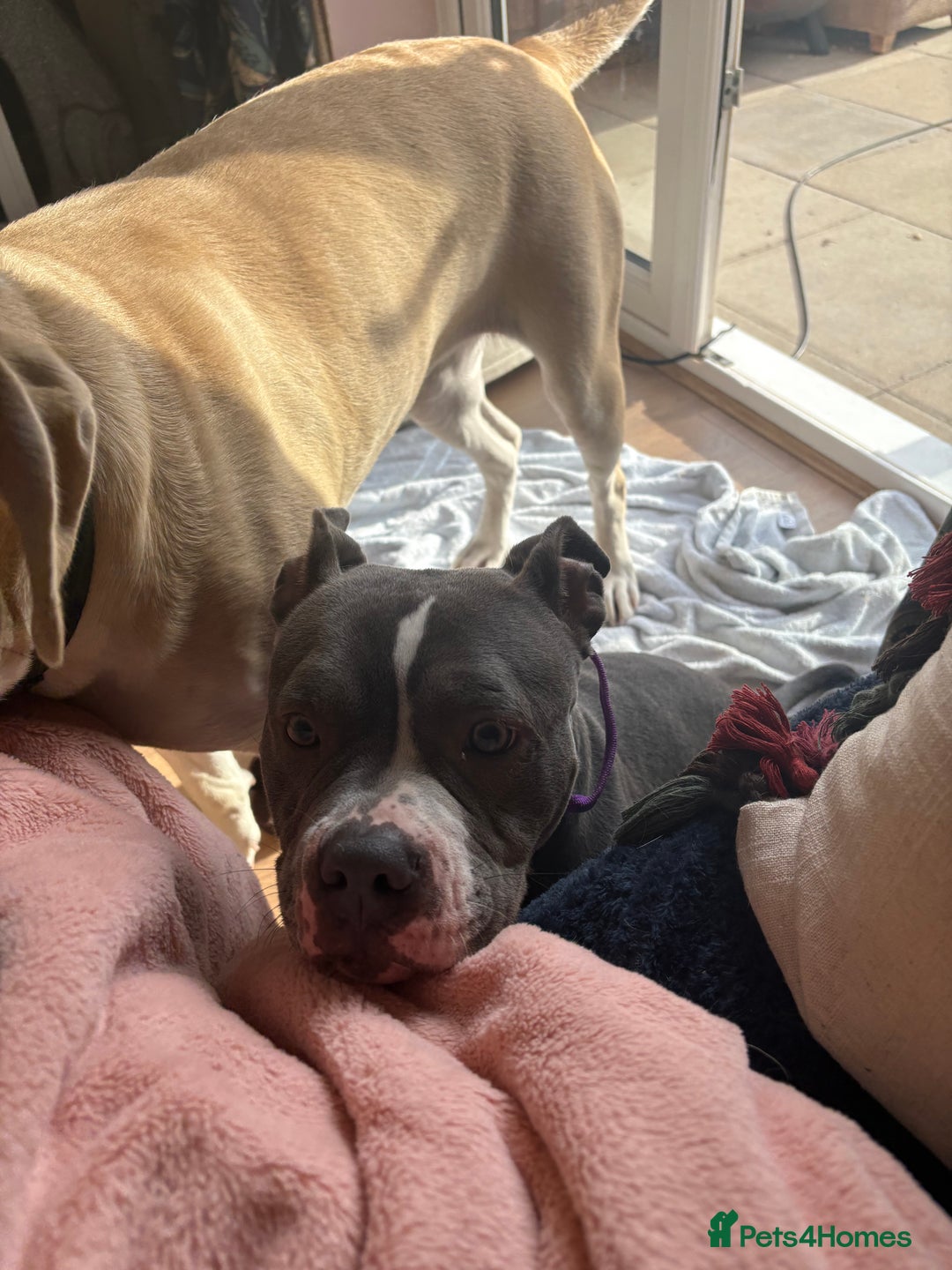 Staffordshire Bull Terrier dogs for sale: Bella  - Image 4