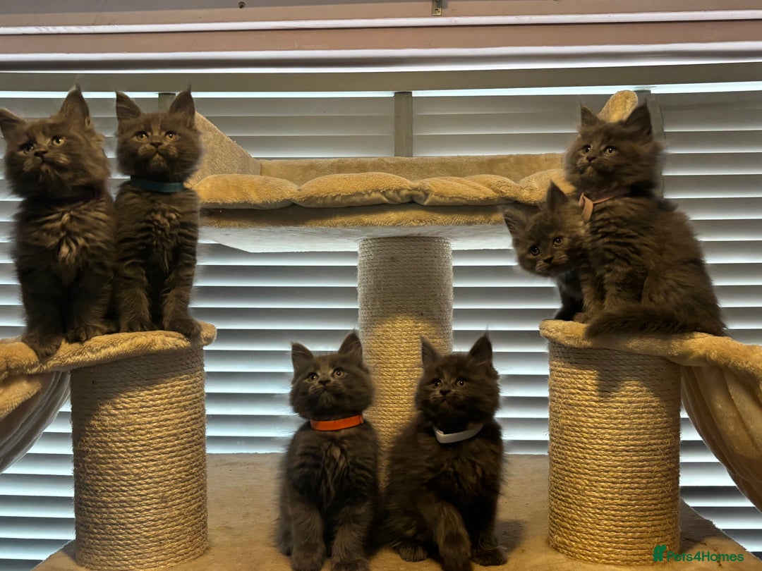 Maine Coon cats for sale: Blue Maine Coon Kittens – Active TICA Registered  - Advert 10