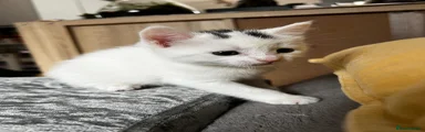 Mixed Breed Kitten 2
