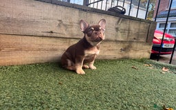 French Bulldog dogs for sale: 1 female available  READY TO LEAVE,   - Image 18