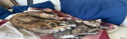 Mixed Breed cats for sale: Pair of tabby kittens for sale - Advert 5