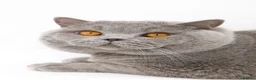 British Shorthair cats for sale: GCCF registered, ready to collect next week! - Advert 25