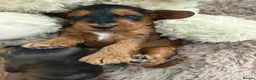 Cockapoo dogs for sale: Beautiful f1 sable pups. Full DNA & health clear. - Advert 10