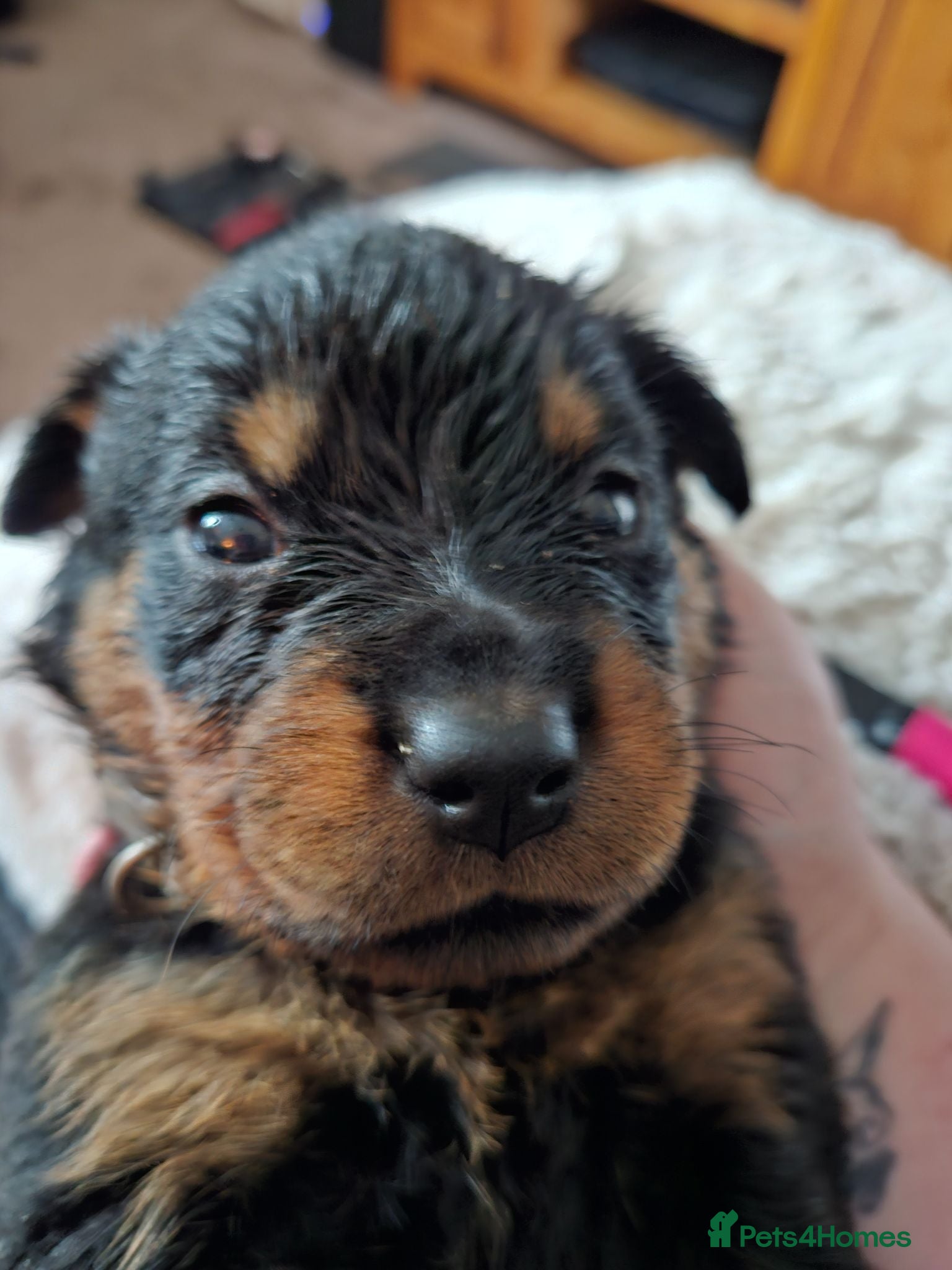 Rottweiler dogs Last female rottweiler pup need forever homes - Advert 1
