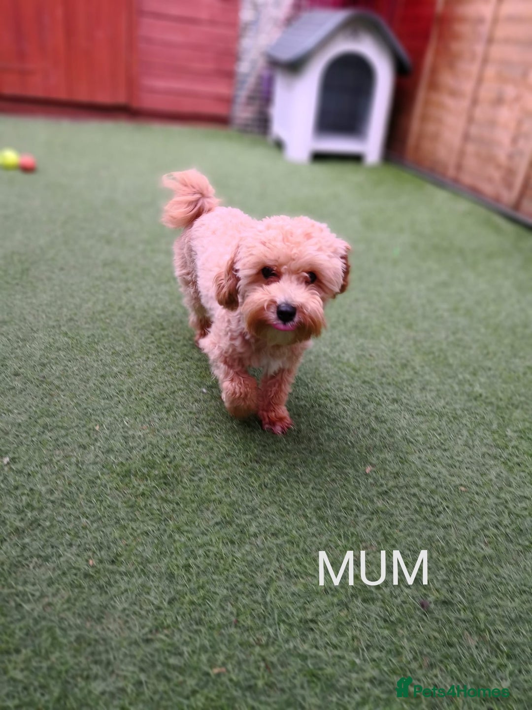 Maltipoo dogs for sale: DNA health tested maltipoo puppies  - Advert 5