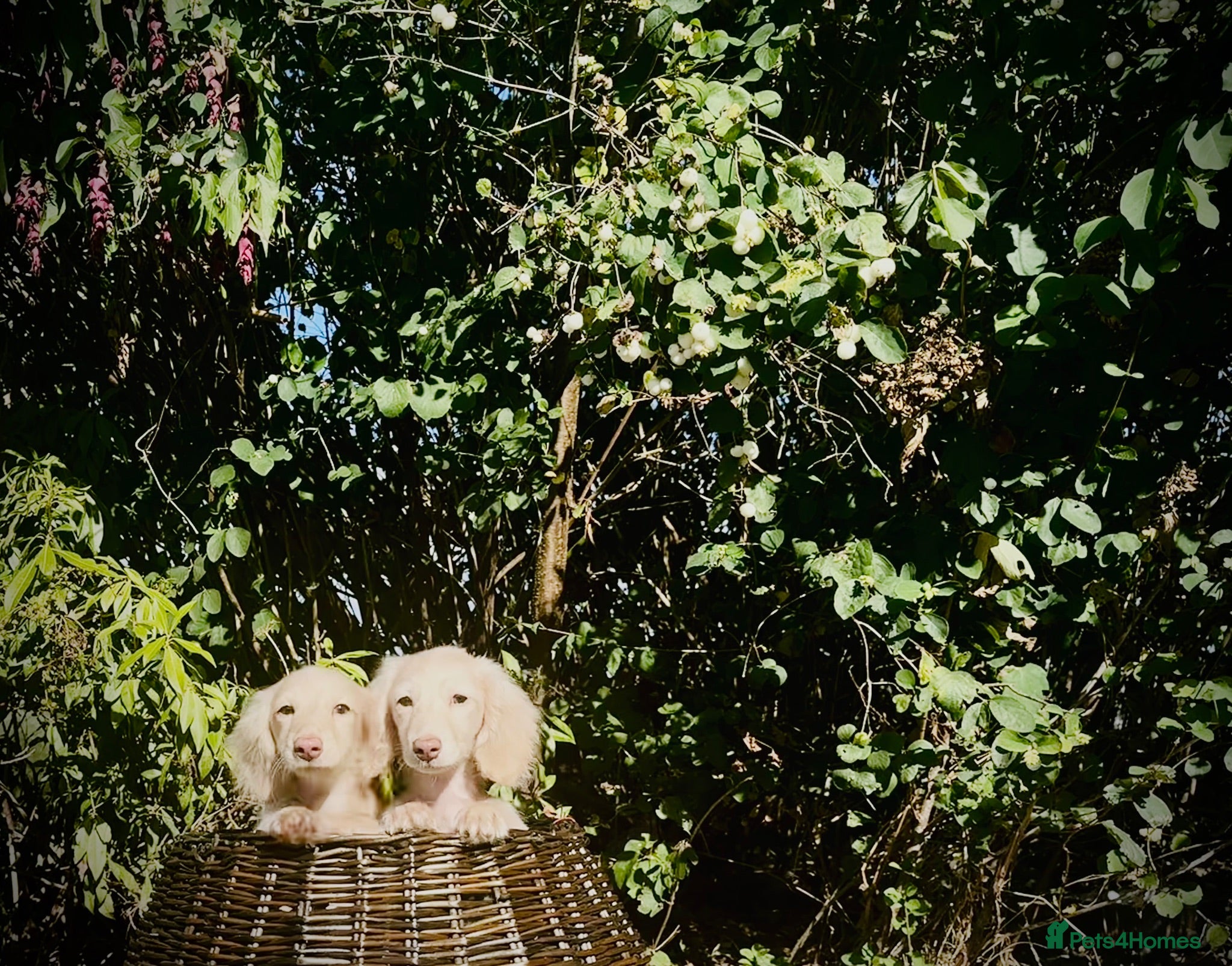 Miniature Dachshund dogs Blonde cream English longhair miniature dachshund - Advert 1