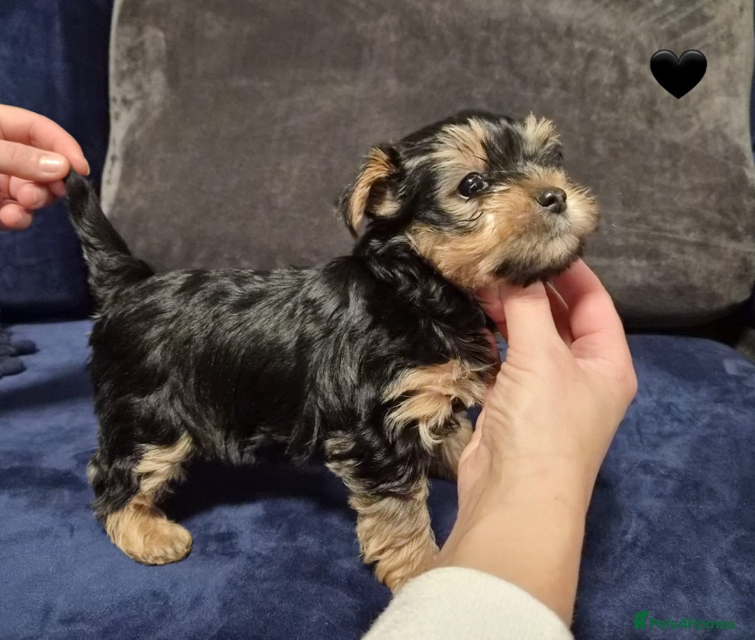 Yorkshire Terrier dogs for sale: Yorkshire terrier puppies (3 girls) - Image 34