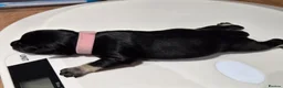 Miniature Schnauzer dogs for sale: Miniature Schnauzer in Pontypool - Advert 6