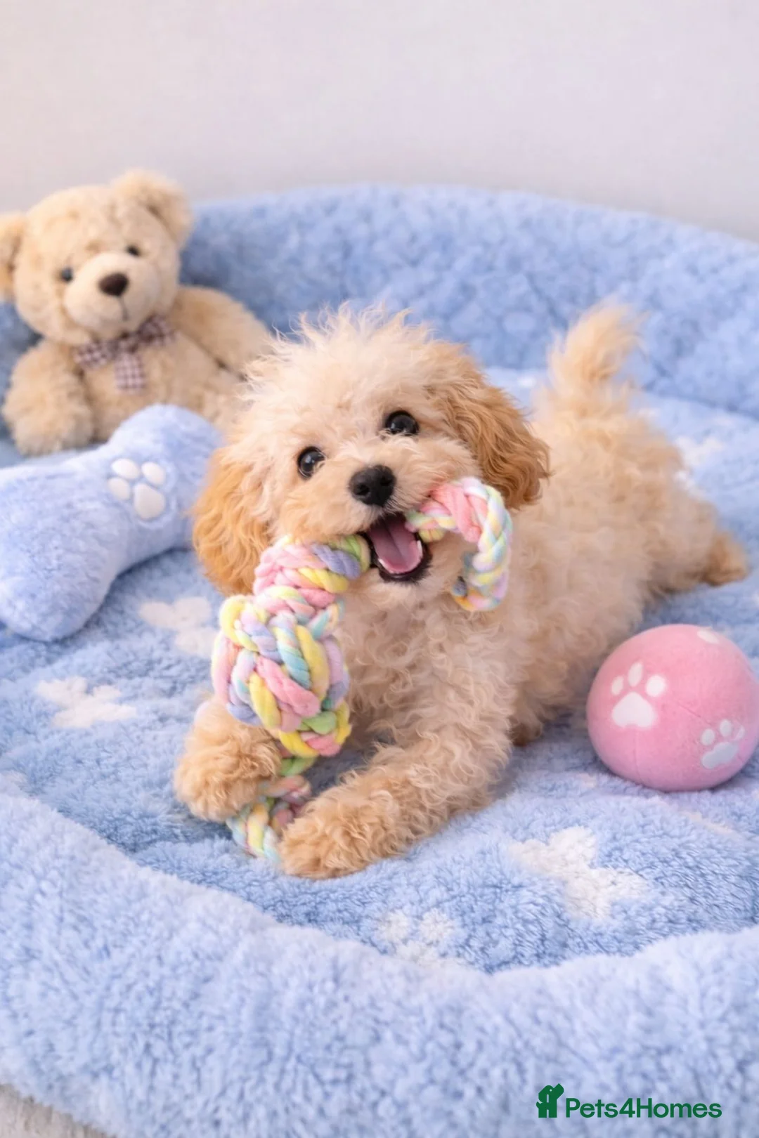 Maltipoo dogs for sale: Maltipoo - Cute, Adorable & Friendly - Advert 2