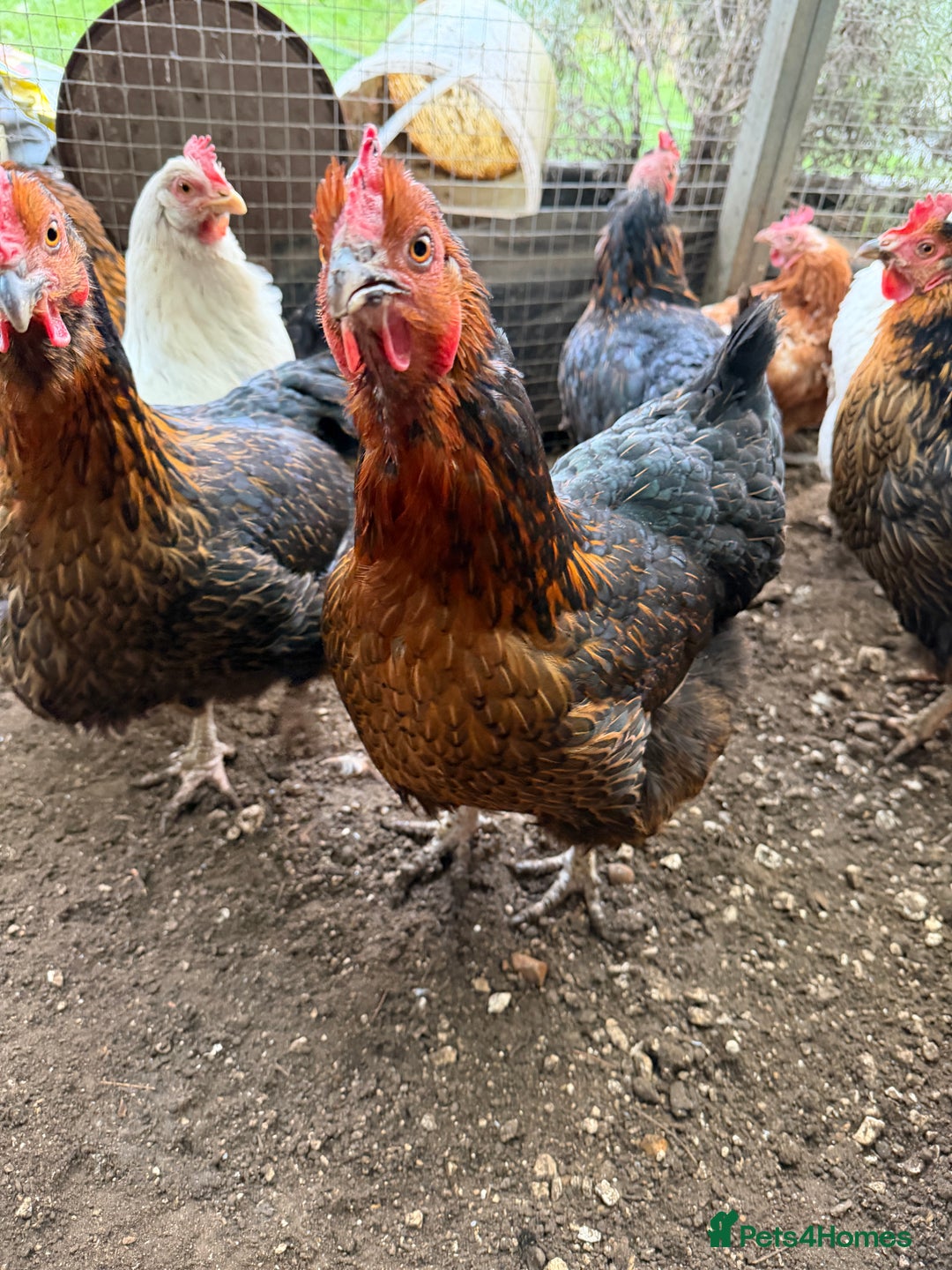 Chickens poultry for sale: 12 Chickens still laying  - Advert 1