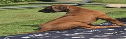 Rhodesian Ridgeback dogs for sale: 4x FEMALE RHODESIAN RIDGEBACK PUPS!! - Advert 20
