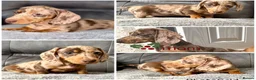 Miniature Dachshund dogs for sale: ADORABLE DAPPLE DACHSHUND PUPPY FOR SALE! ❤️🐶 in Frome - Advert 3