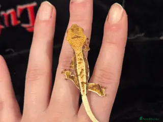 Gecko reptiles CRESTIES - Advert 7