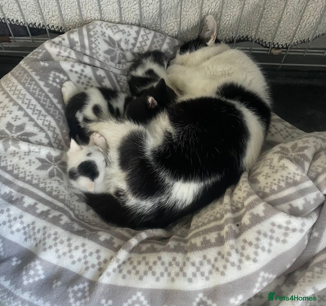 Turkish Van cats for sale: SUPER CUTE LITTLE RASCALS - Image 10