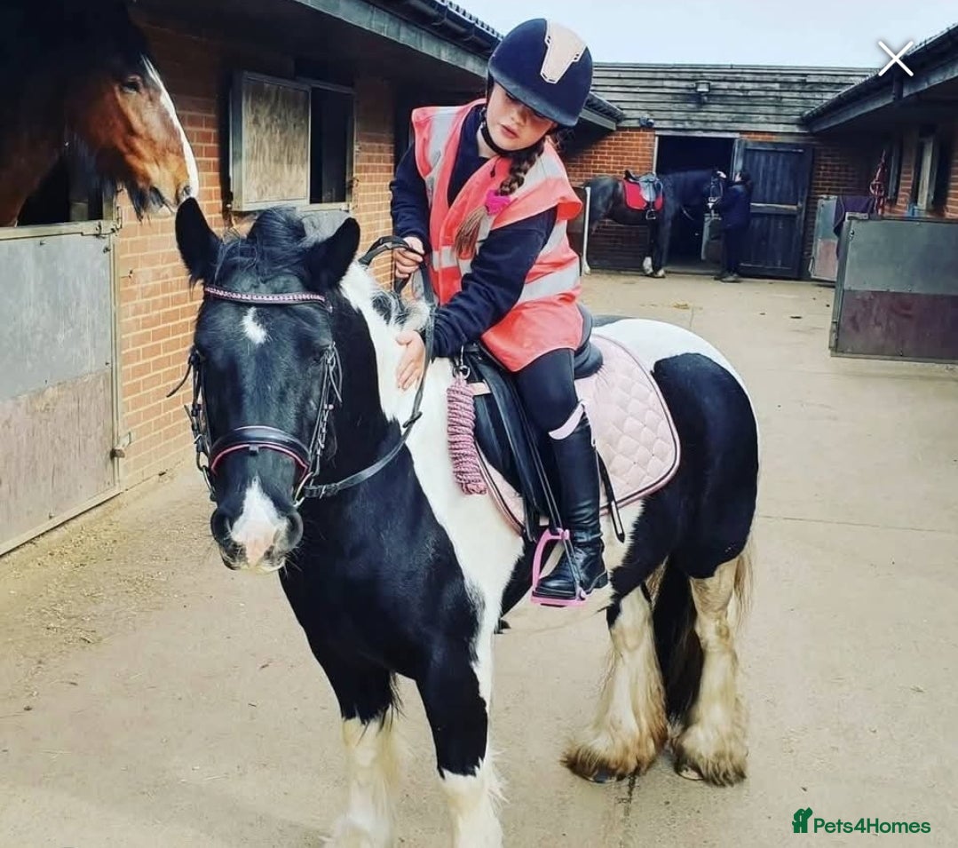 Irish Cob horses for sale: Beautiful Lexi in Gravesend - Advert 4