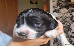 English Springer Spaniel dogs for sale: English springer spaniel pups  - Image 10