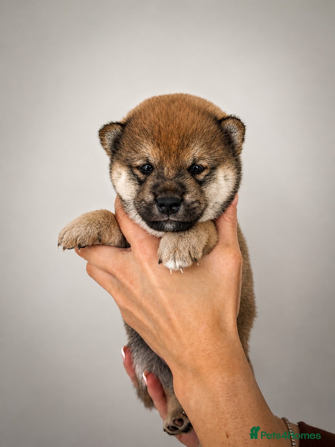Japanese Shiba Inu dogs Japanese Shiba Inu puppies  - Advert 9
