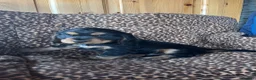 Cocker Spaniel dogs for sale: Health tested KC registered show type cocker 🐶  - Advert 10
