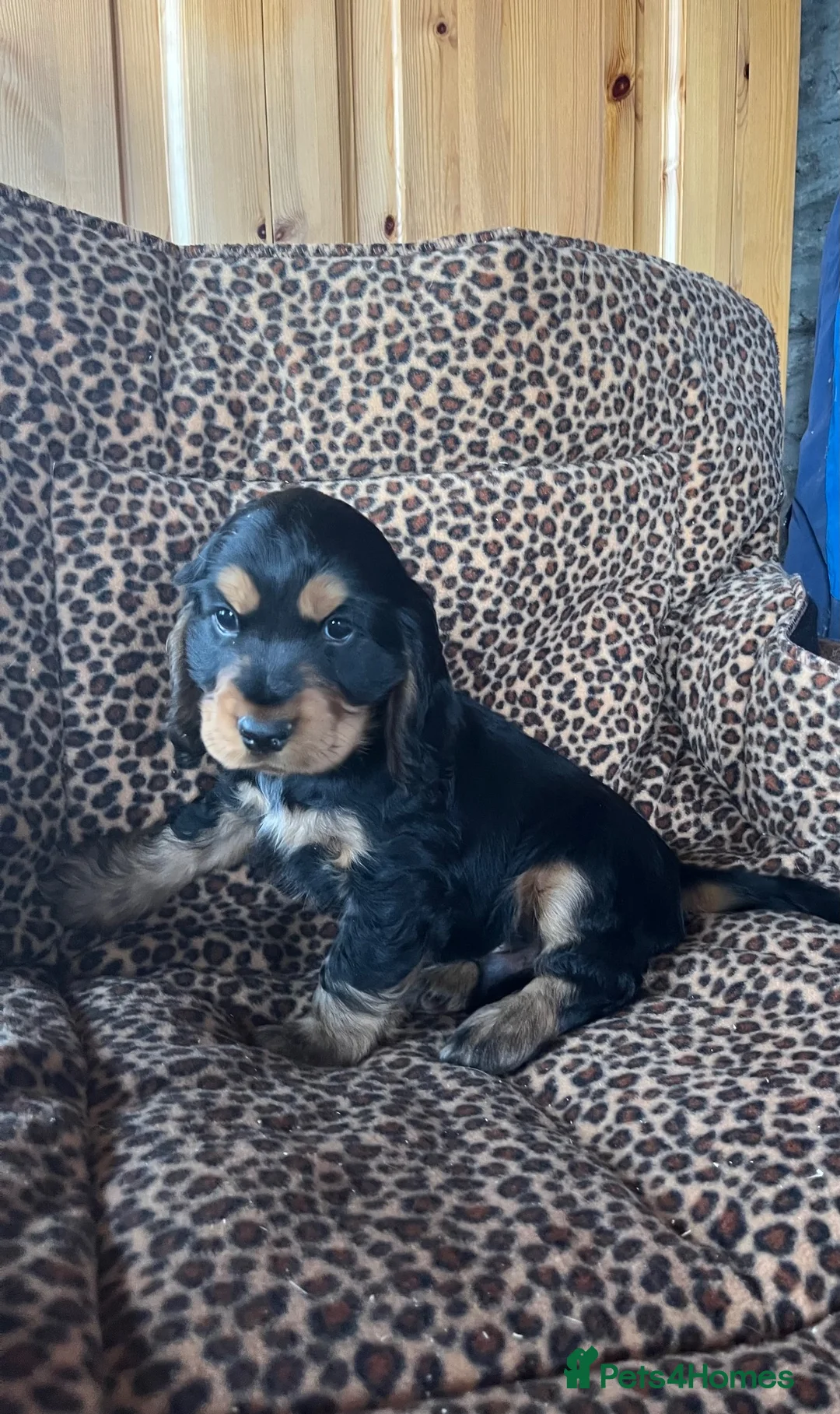 Cocker Spaniel dogs for sale: Health tested KC registered show type cocker 🐶  - Advert 10